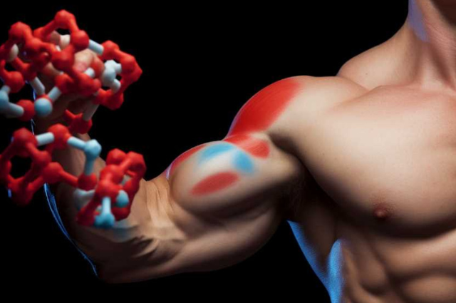 Long Term Effects of Anabolic Steroids